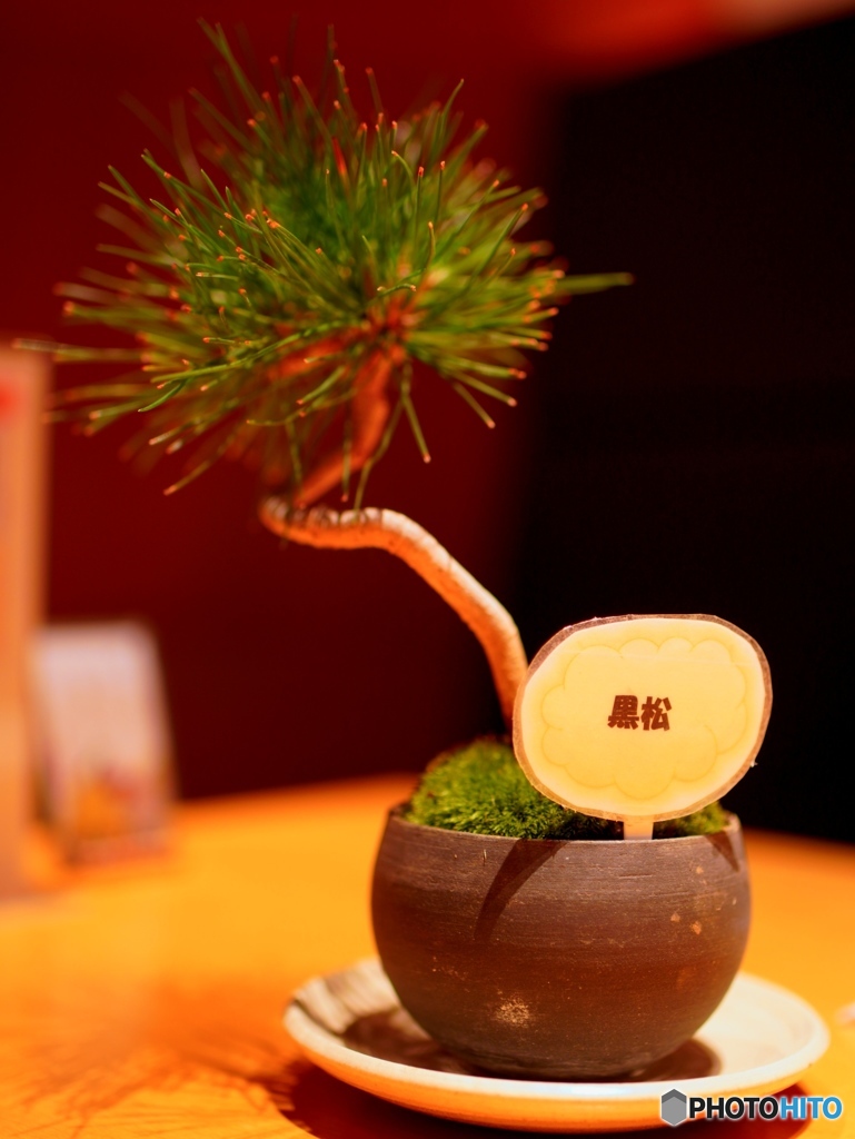 今日のBONSAI