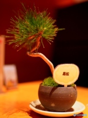 今日のBONSAI
