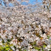 桜まつり