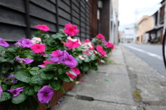 プランターに咲く花