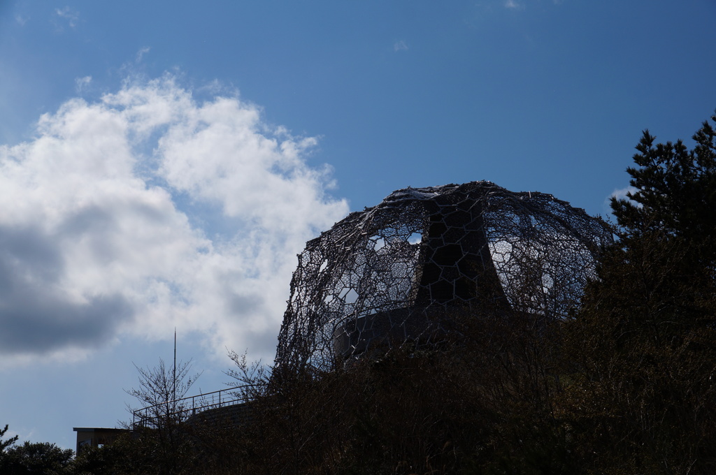 六甲山　枝垂れ