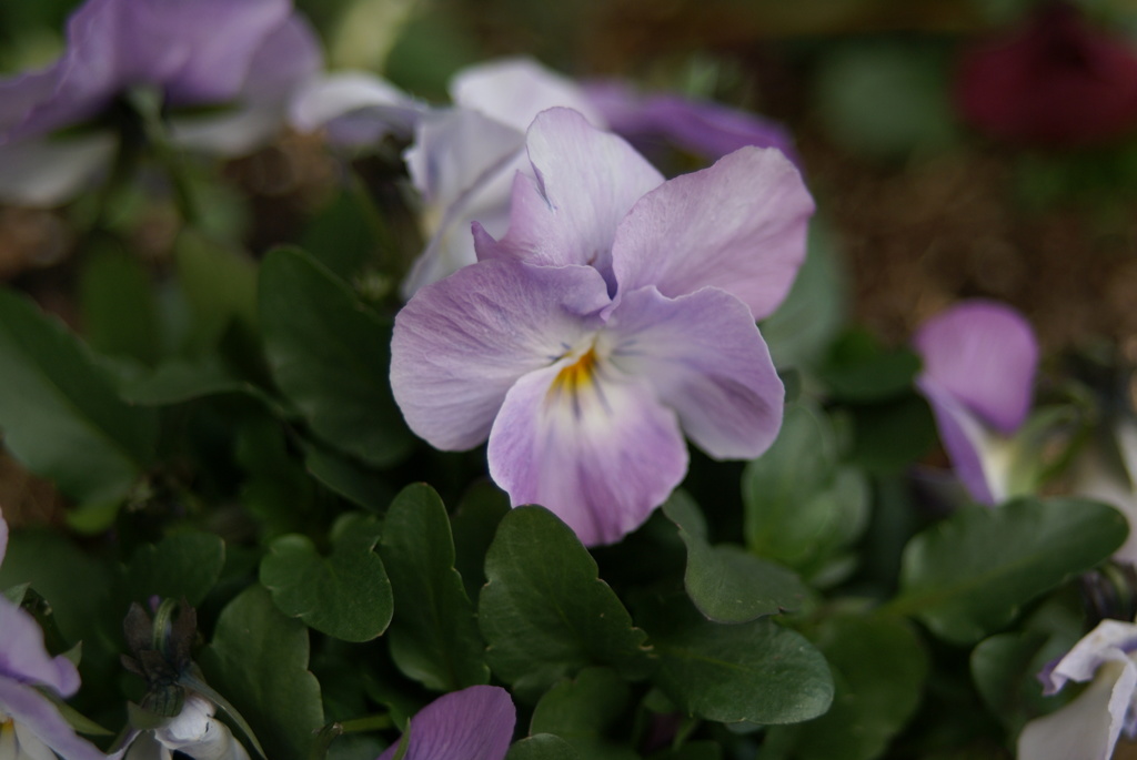 散歩道(6)　～道端に咲く