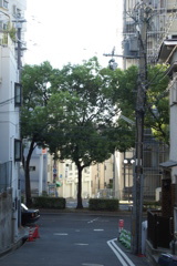 路地から見る街路樹