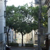 路地から見る街路樹