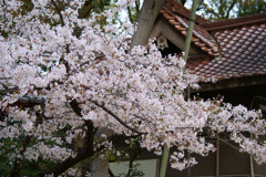 桜（敏馬神社）2