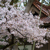 桜（敏馬神社）2