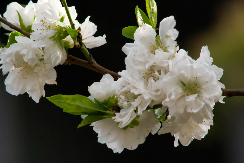 八重桜