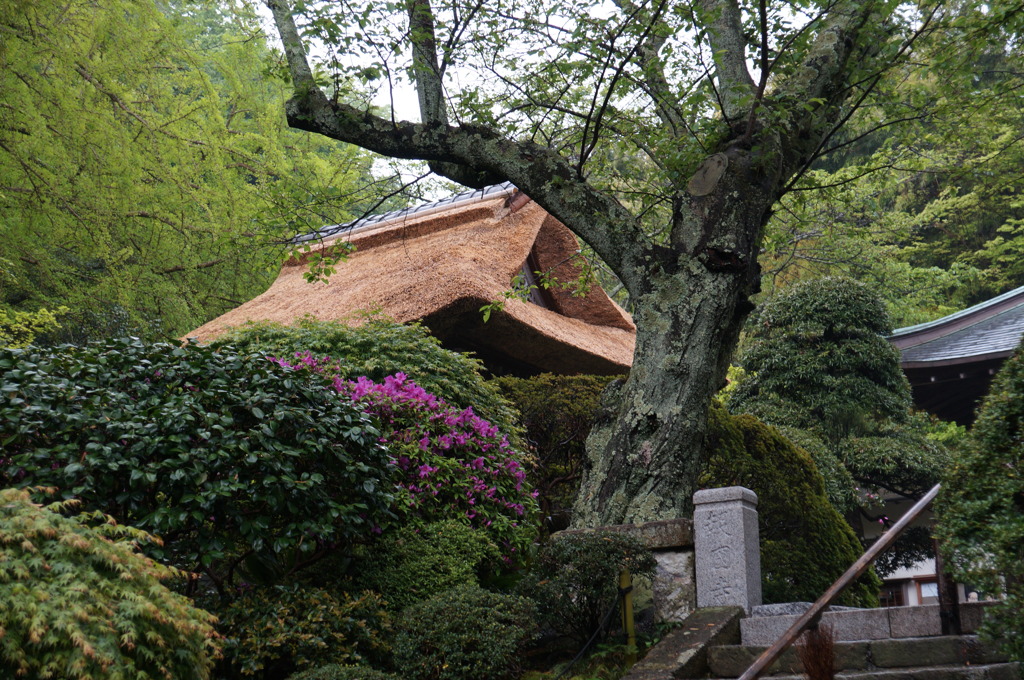 鎌倉・報国寺庭園（３）