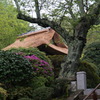鎌倉・報国寺庭園（３）