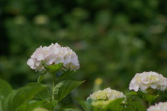 六甲森林植物園～あじさい(4)