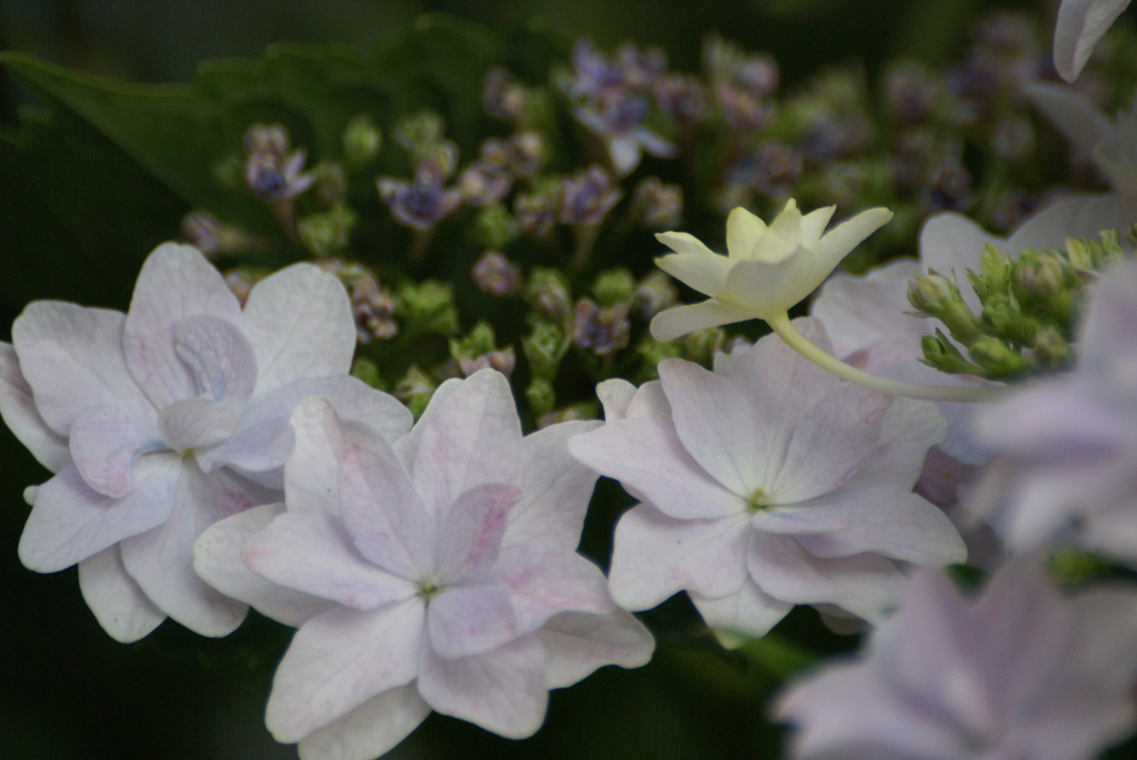 墨田の花火（１）