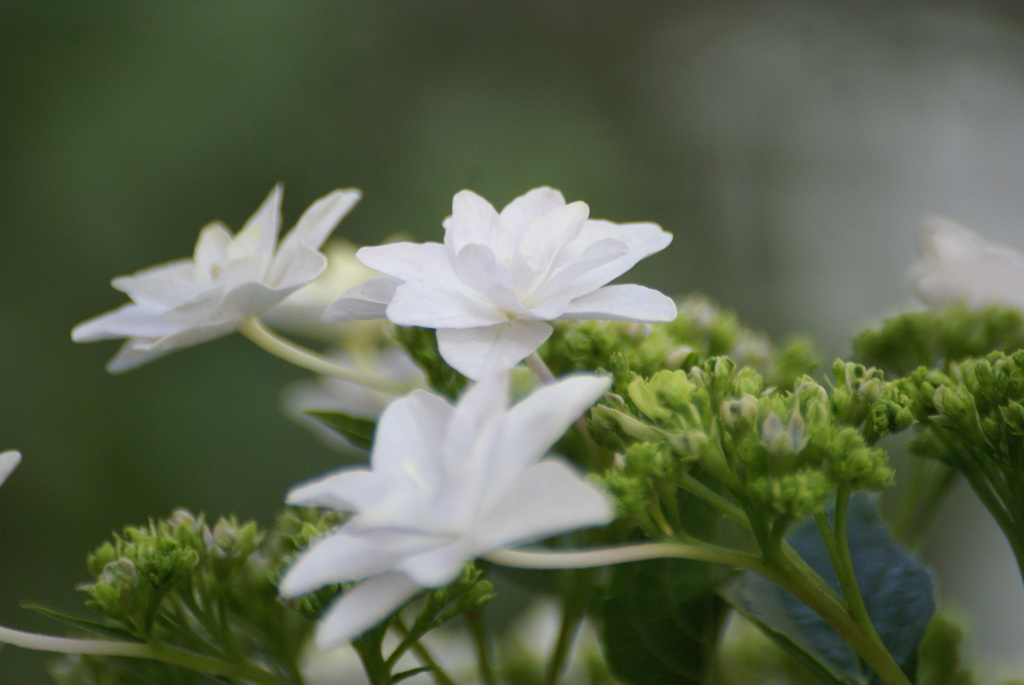 墨田の花火（２）