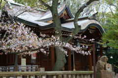 桜（敏馬神社）1