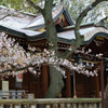 桜（敏馬神社）1