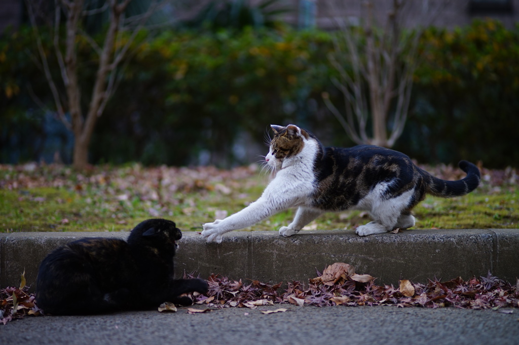 握手じゃないよ