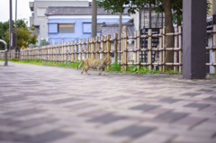 お魚くわえたどら猫