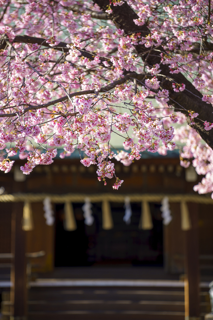 春の雰囲気Ⅰ