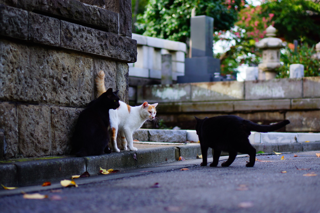 猫会議