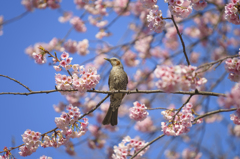 春の雰囲気Ⅱ