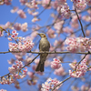 春の雰囲気Ⅱ