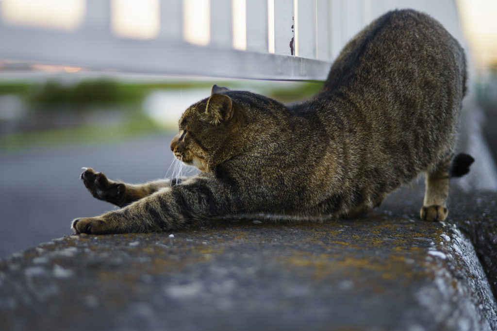夕暮れ時にのびる猫