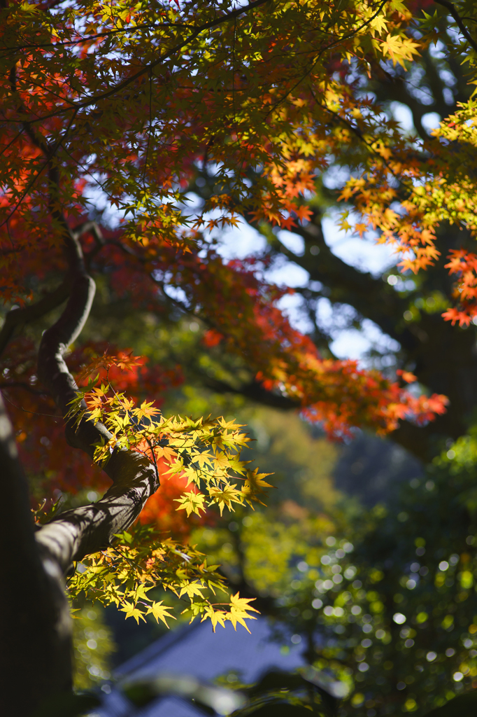 秋の色2