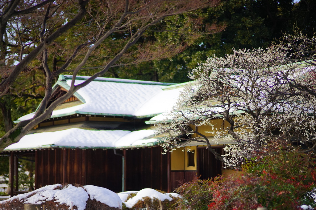 春を待つ