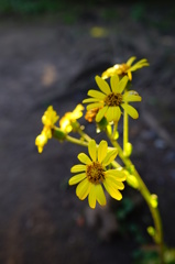 黄色の花