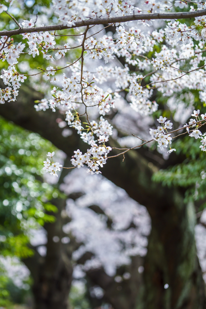 桜日和