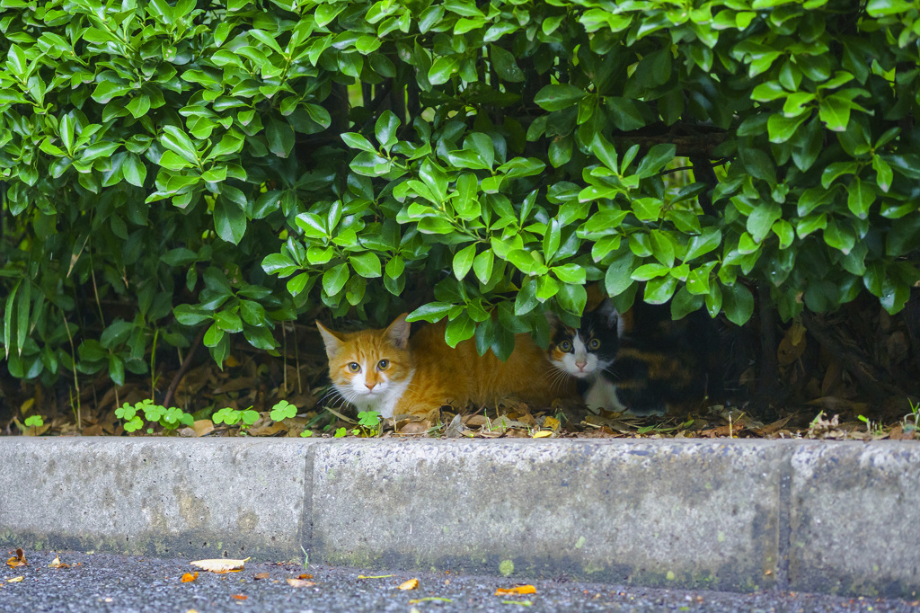 なかよし兄弟