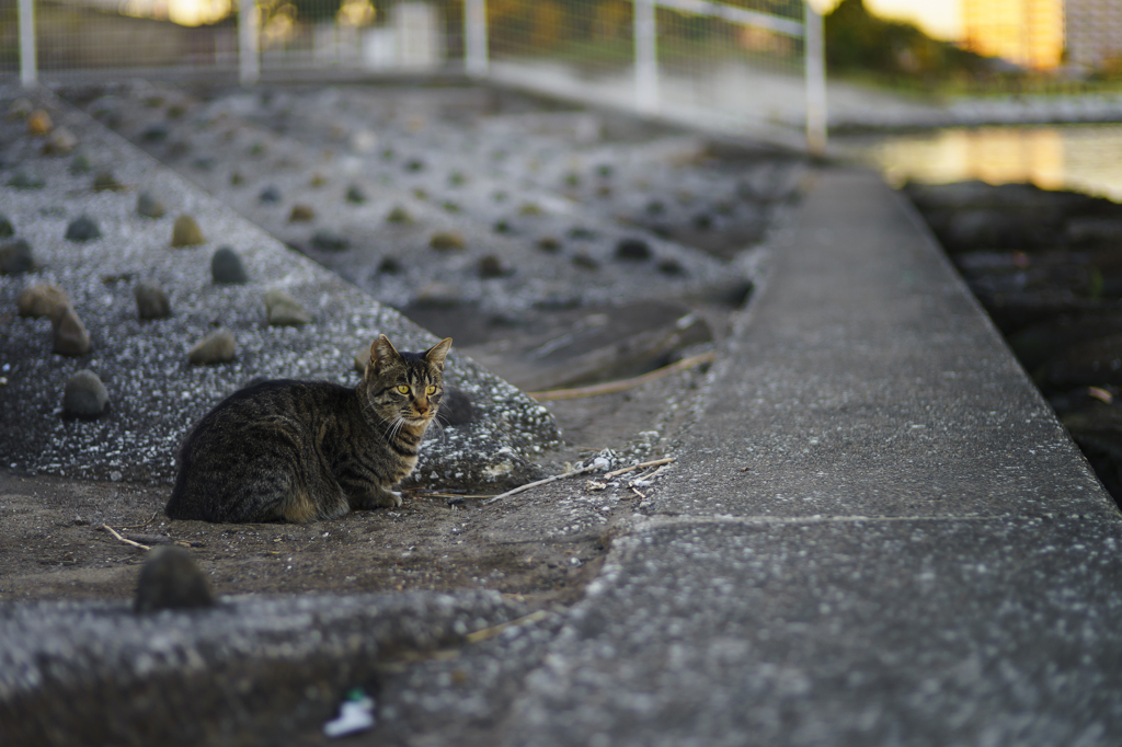 夕暮れ時の猫Ⅰ