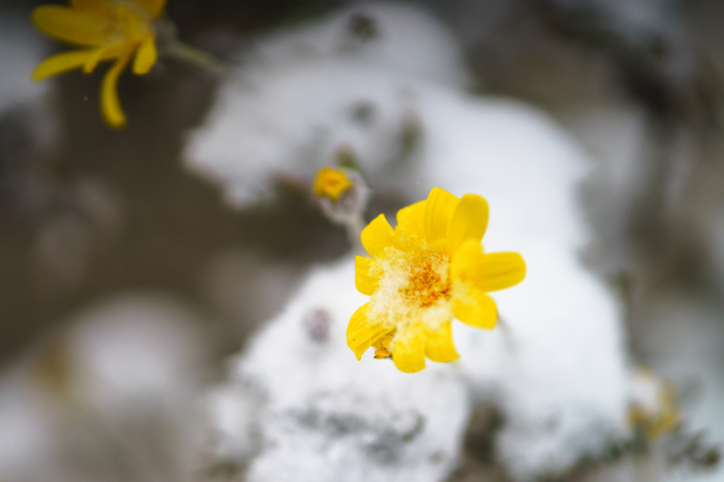 雪の日Ⅴ