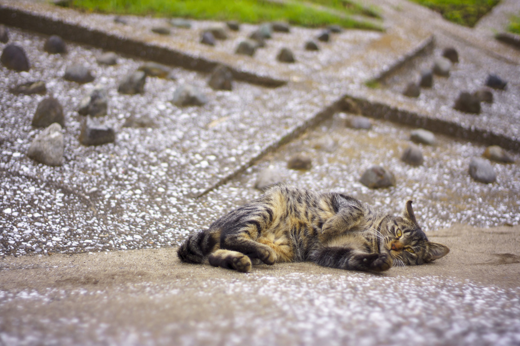 ごろ寝