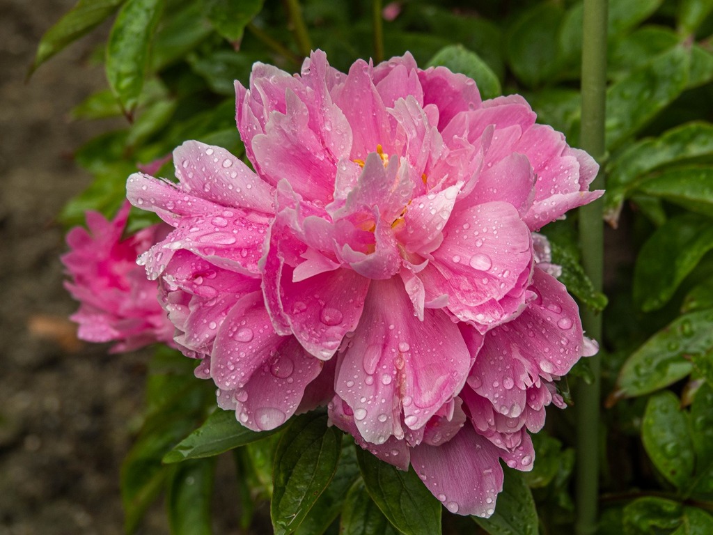 雫の芍薬