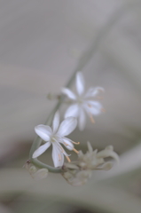 オリヅルランの花