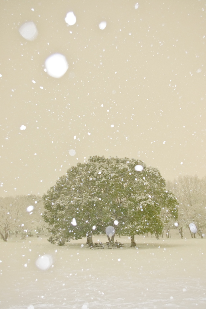 雪花ふりつむ