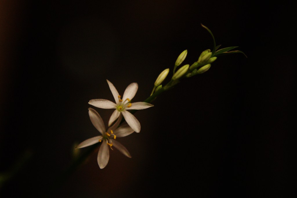 オリヅルランの花