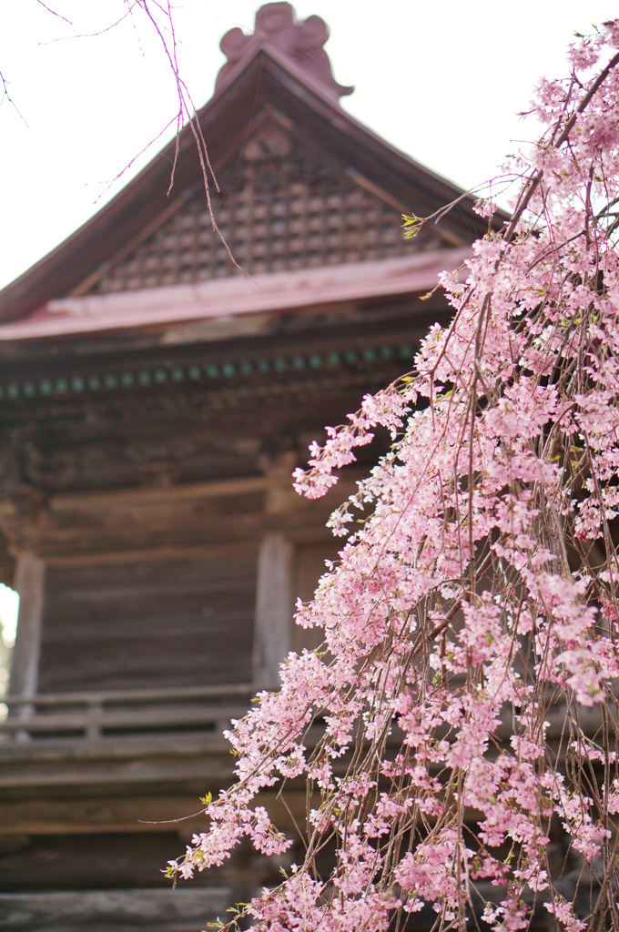 多宝院・・・しだれ桜Ⅱ