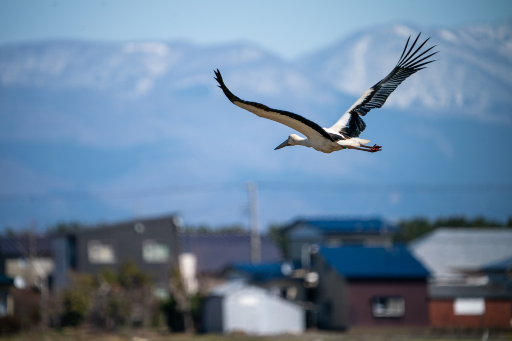 我が町にコウノトリ