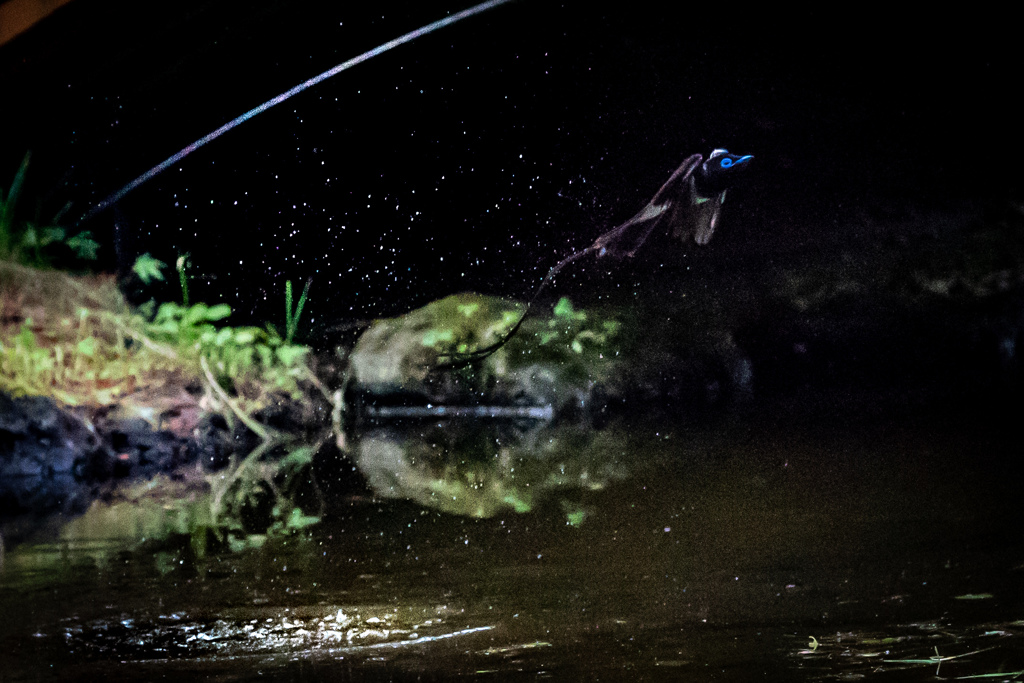 サンコウチョウ水浴び