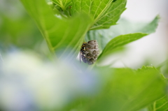 紫陽花の隅で・・・