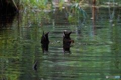 カルガモダンス