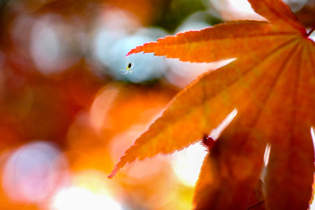 ワカバグモと春紅葉