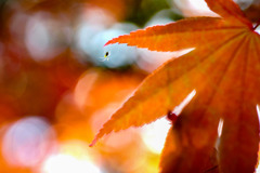 ワカバグモと春紅葉