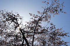木漏れ日桜