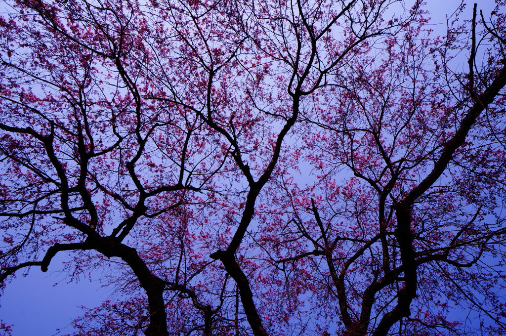 多宝院　しだれ蕾