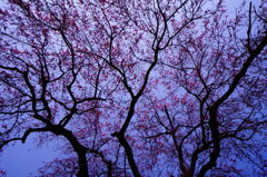 多宝院　しだれ蕾