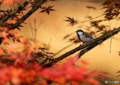 晩秋紅葉と四十雀