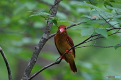キュートなまつ毛の美人さん。