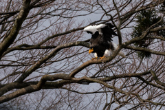 今年も、こいつがやって来た!